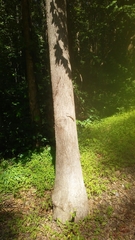 Plestiodon laticeps