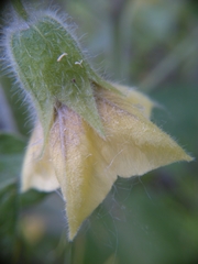 Physalis heterophylla