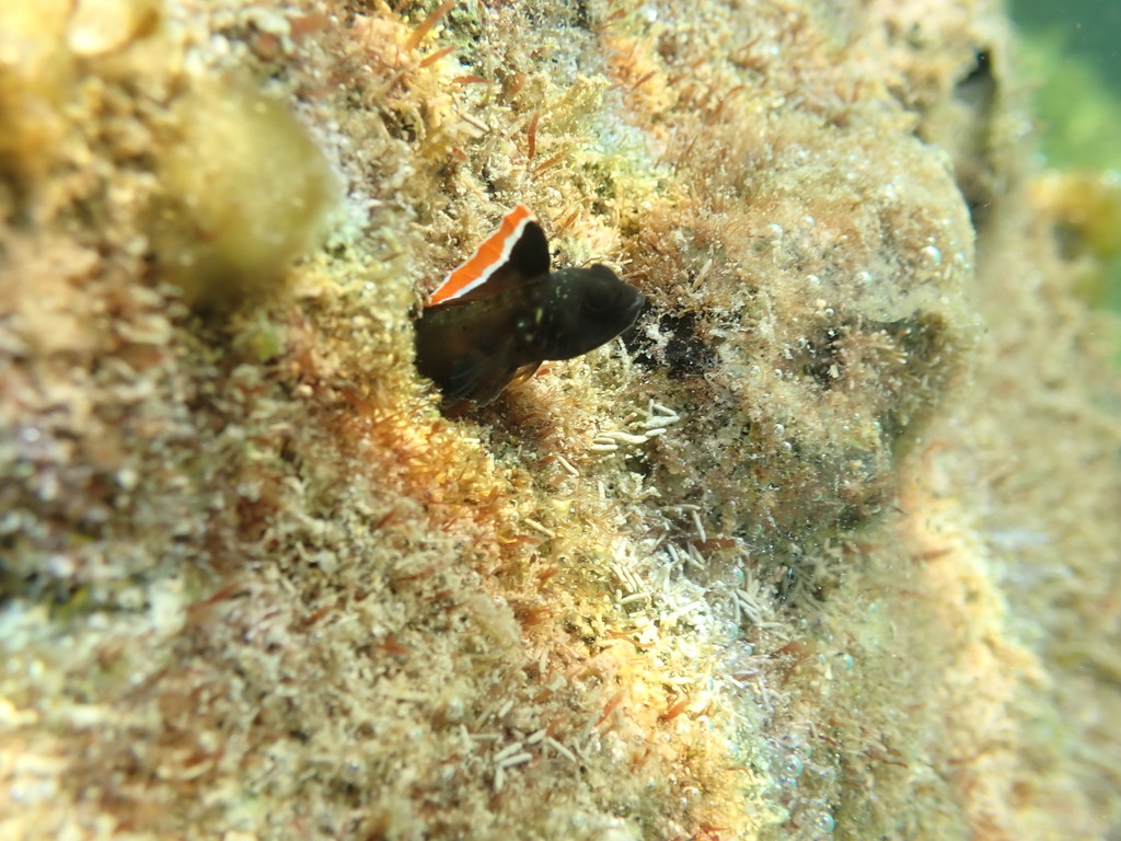 Tayrona Blenny
