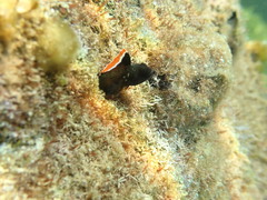 Tayrona Blenny photo 1