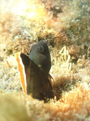 Tayrona Blenny photo 3