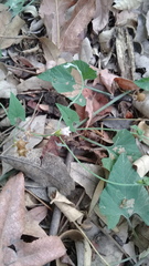 Convolvulus crenatifolius