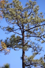 Pinus durangensis