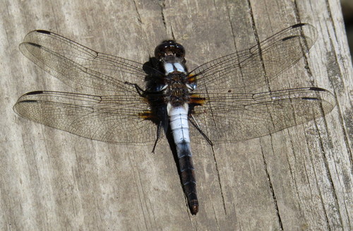 Chalk-fronted Corporal
