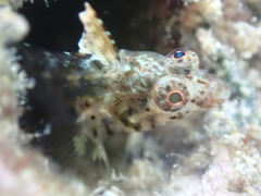Tayrona Blenny photo 4