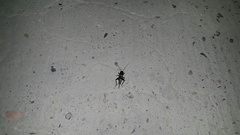 Gryllus bimaculatus