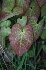 Epimedium