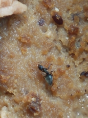 Technomyrmex difficilis