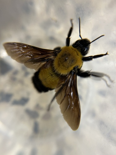 Morrison's Bumble Bee photographed in Idaho