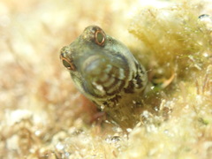Tayrona Blenny photo 2