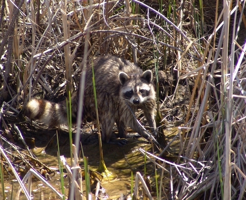 Common Raccoon photographed in Colorado
