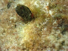Tayrona Blenny photo 5