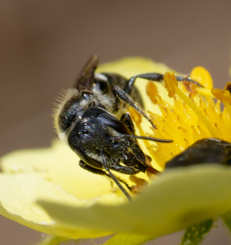iNaturalist observation photo of Prong-faced Slender-Mason