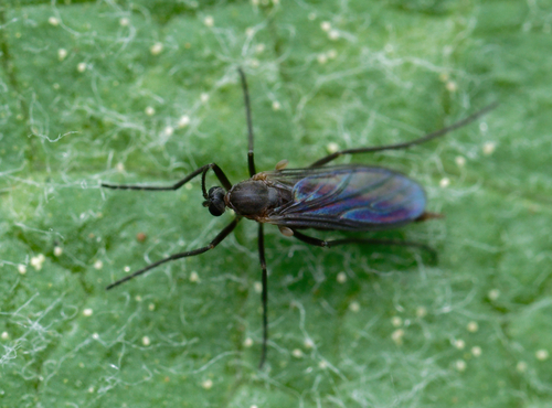 iNaturalist observation photo of Fungus Gnats and Gall Midges