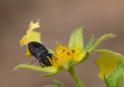iNaturalist observation photo of Melanthaxia