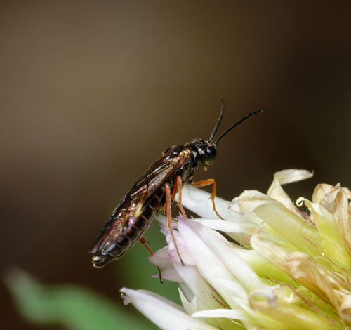 iNaturalist observation photo of Common Sawflies