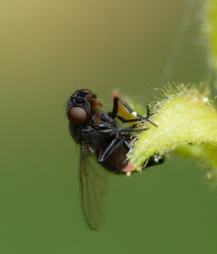 iNaturalist observation photo of Freeloader Flies