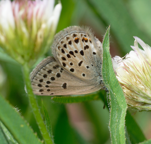 iNaturalist observation photo of Greenish Blue