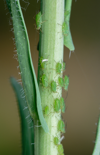 iNaturalist observation photo of Macrosiphini