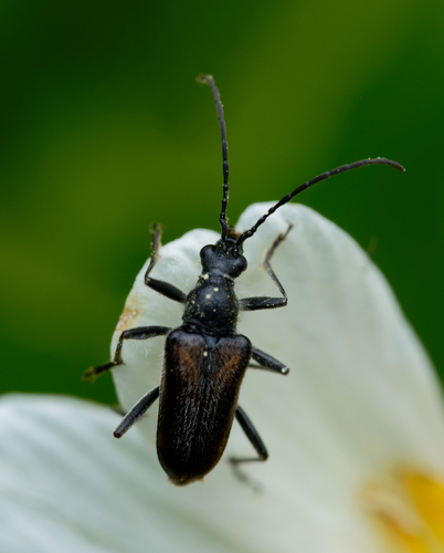 iNaturalist observation photo of Rhagiini