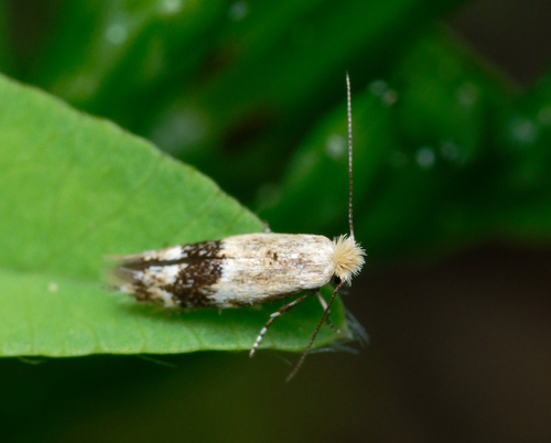 iNaturalist observation photo of Bucculatrix