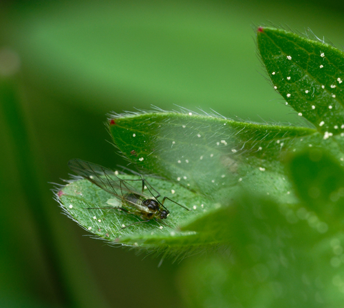 iNaturalist observation photo of Macrosiphini
