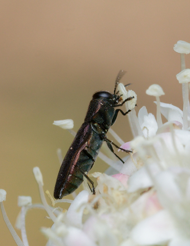 iNaturalist observation photo of Anthaxia