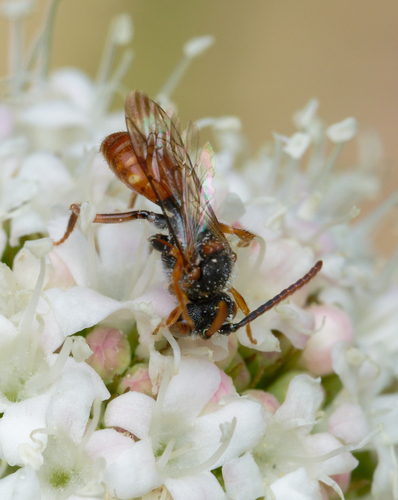 iNaturalist observation photo of Nomad Bees