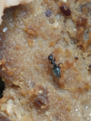 Technomyrmex difficilis