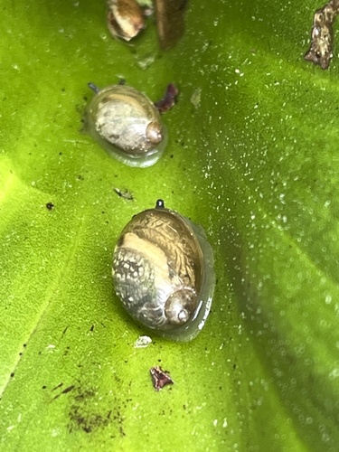 Oval Ambersnail