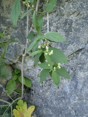 Philadelphus caucasicus