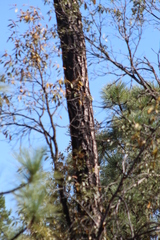 Pinus durangensis