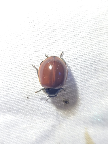 Streaked Lady Beetle photo 5