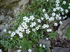 Cerastium ponticum