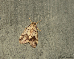 Holocraspedon parallelum