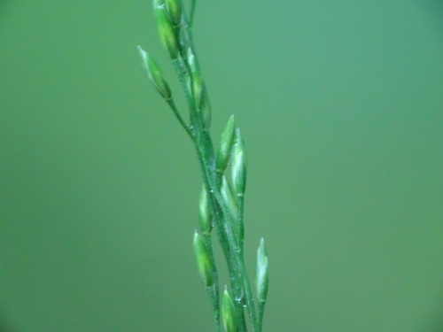 Image of Festuca subverticillata by no rights reserved