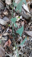 Convolvulus crenatifolius