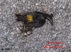 Coereba flaveola caboti