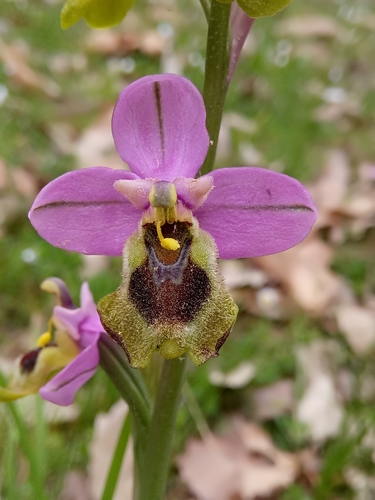 Sawfly Orchid