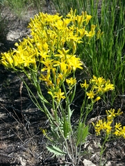 Crepis acuminata