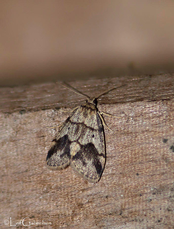 Holocraspedon parallelum