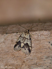 Holocraspedon parallelum