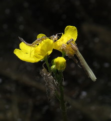 Utricularia radiata