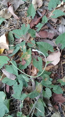 Convolvulus crenatifolius