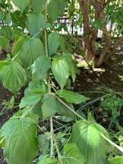 Cornus officinalis