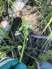 Toxicoscordion venenosum