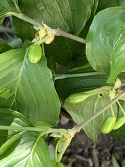 Cornus officinalis