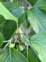Cornus officinalis