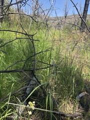 Toxicoscordion venenosum