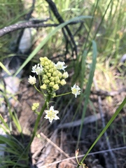 Toxicoscordion venenosum